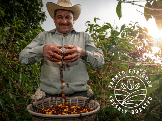 South American man dropping raw coffee beans into a large basket