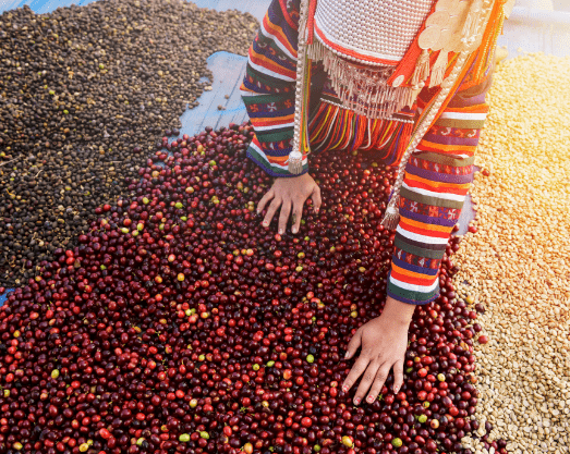 woman sorting through beans in a field