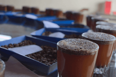 How To Host A Coffee  Cupping (Tasting)