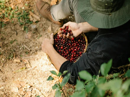 Bean Bonanza The Ultimate Guide to Understanding Coffee Beans