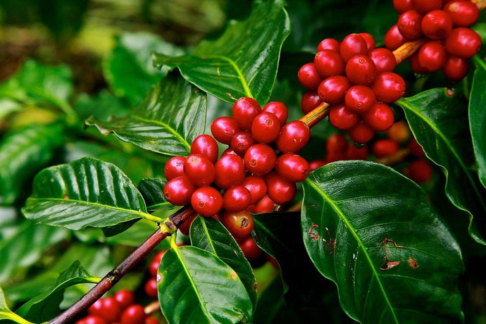 Coffee Certifications 101: Organic, Bird Friendly, Fair Trade, And Beyond
