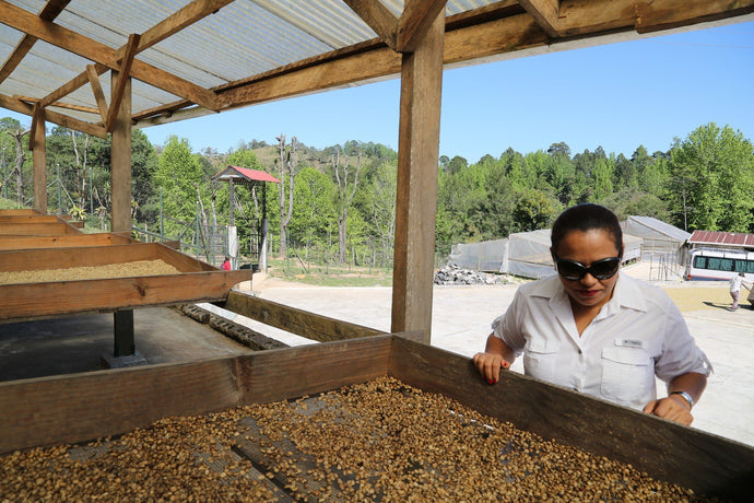 Coffee Bean Processing: The Honey Methods