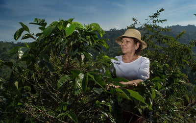 Coffee Processing At The Farm: How It Impacts Your Coffee’s Flavor